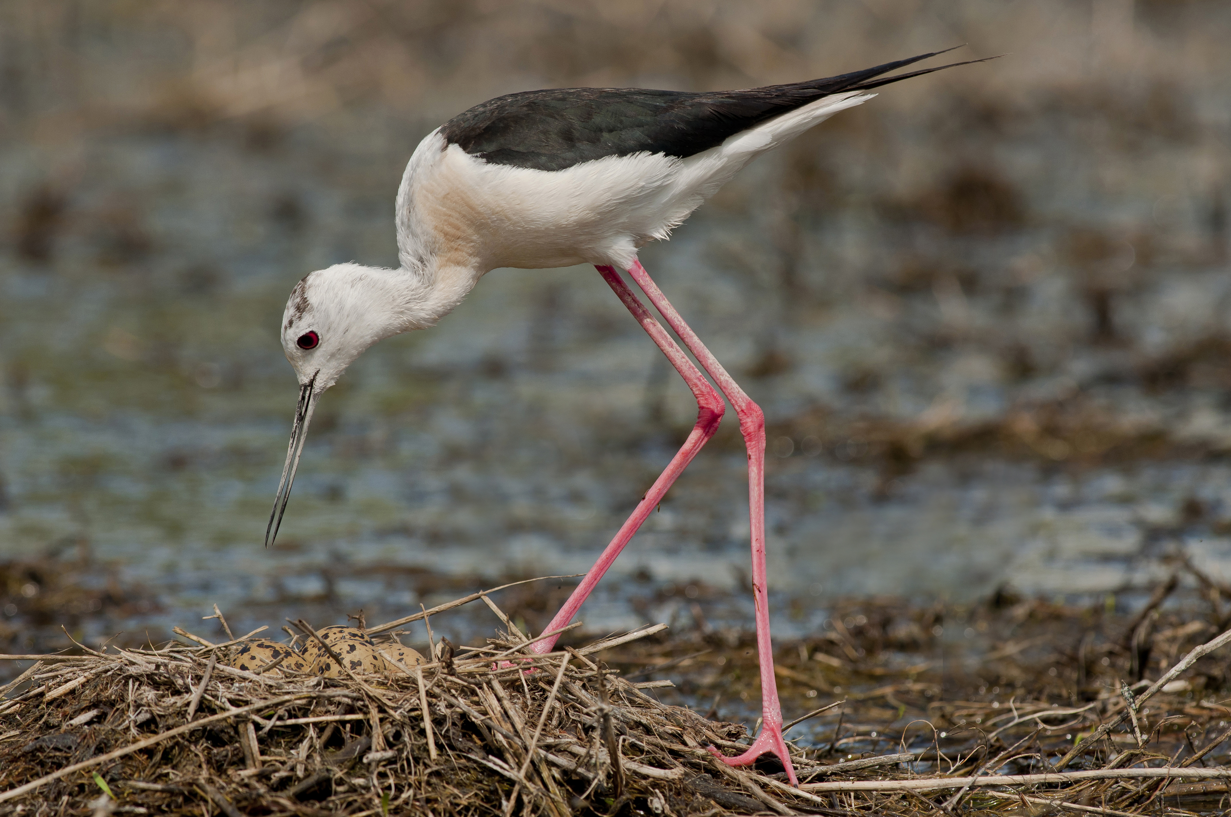 Sim Maiakiv - Black-winged stilt